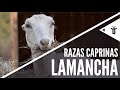 LaMancha | Razas caprinas