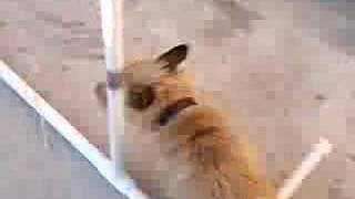 Seamus Does Weave Poles