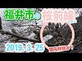 2019年福井市の桜 超有名お花見スポットの開花状況 - さくら通り/足羽川/足羽山/一乗谷朝倉氏遺跡 -