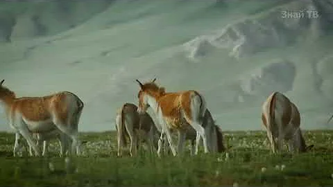 И не Лошадь, и не Осел, но Волку и Барсу даст копытом! КИАНГИ В ДЕЛЕ!
