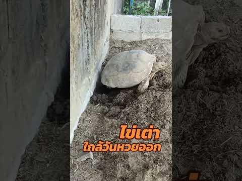 เต่าออกไข่#shorts#สัตว์เลี้ยง#สัตว์#หาดูยาก#เสี่ยงโชค#เต่าออกไข่#เต่า#ครูไฮเปอร์
