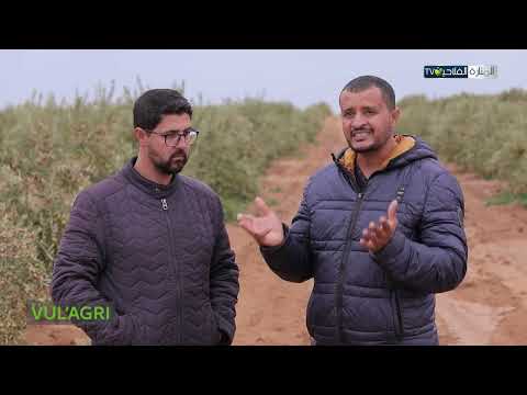 الاختيار الامثل لكثافة اشجار الزيتون