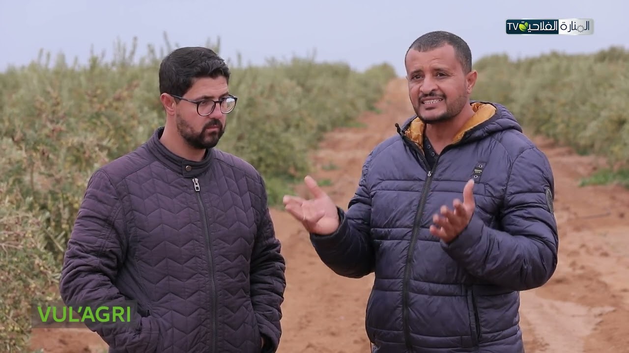 الاختيار الامثل لكثافة اشجار الزيتون