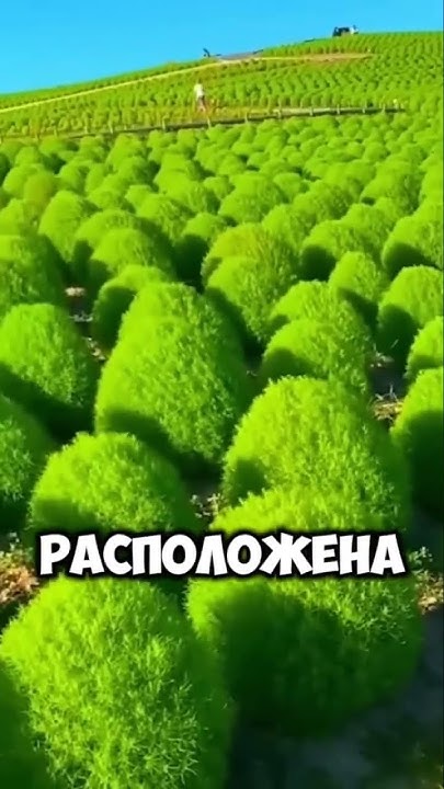 Туи в Китае #туризм #дерево #китай - YouTube