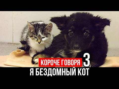 Видео: КОРОЧЕ ГОВОРЯ, Я БЕЗДОМНЫЙ КОТ 3