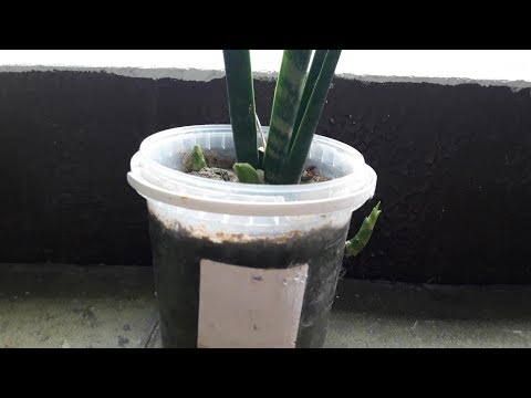 Видео: Цъфтящи растения Sansevieria – научете за растението змия хиацинт в Кения
