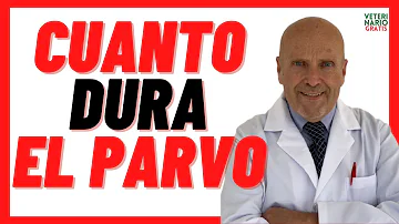 ¿Cuántos días dura el parvo en los perros?