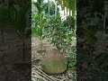 Cuaca yang bersahabat setelah penananan cabai