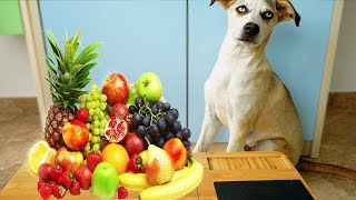 ASMR CAGNOLINO ASSAGGIA FRUTTA PER LA PRIMA VOLTA!!! ASMR CANE PARLANTE CON ANITA STORIES screenshot 5