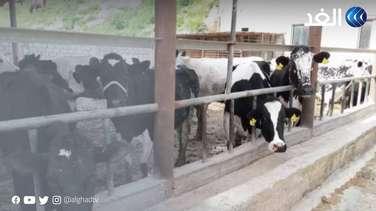 الأردن | الحمي القلاعية بين المواشي تكبد المربين خسائر فادحة والقلق ينتاب الشارع