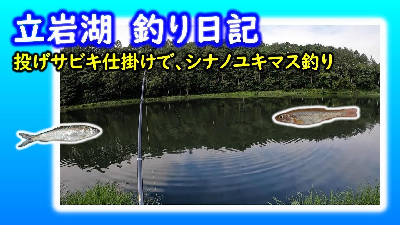 【立岩湖】投げサビキ仕掛けで、シナノユキマス釣り