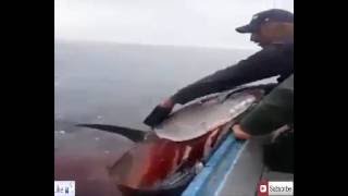 HD Largest fish fishermen fishing tuna 2016 صيادين يصطادون اضخم سمكة تونة