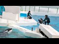 シャチ　ラビー&ルーナ💗　ルーナの私行けない…可愛い💗頑張れ✊　killerwhale 鴨川シーワールド