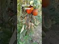 आसान तरीके से घर पर लगाएं टमाटर का पेड़ #tomato #gardening #plants #short