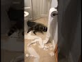 cute raccoon, funny raccoon, pet raccoon, adorable raccoon
