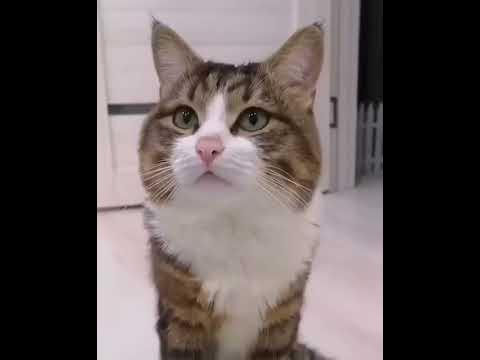 котик моргает / cat blinks - YouTube