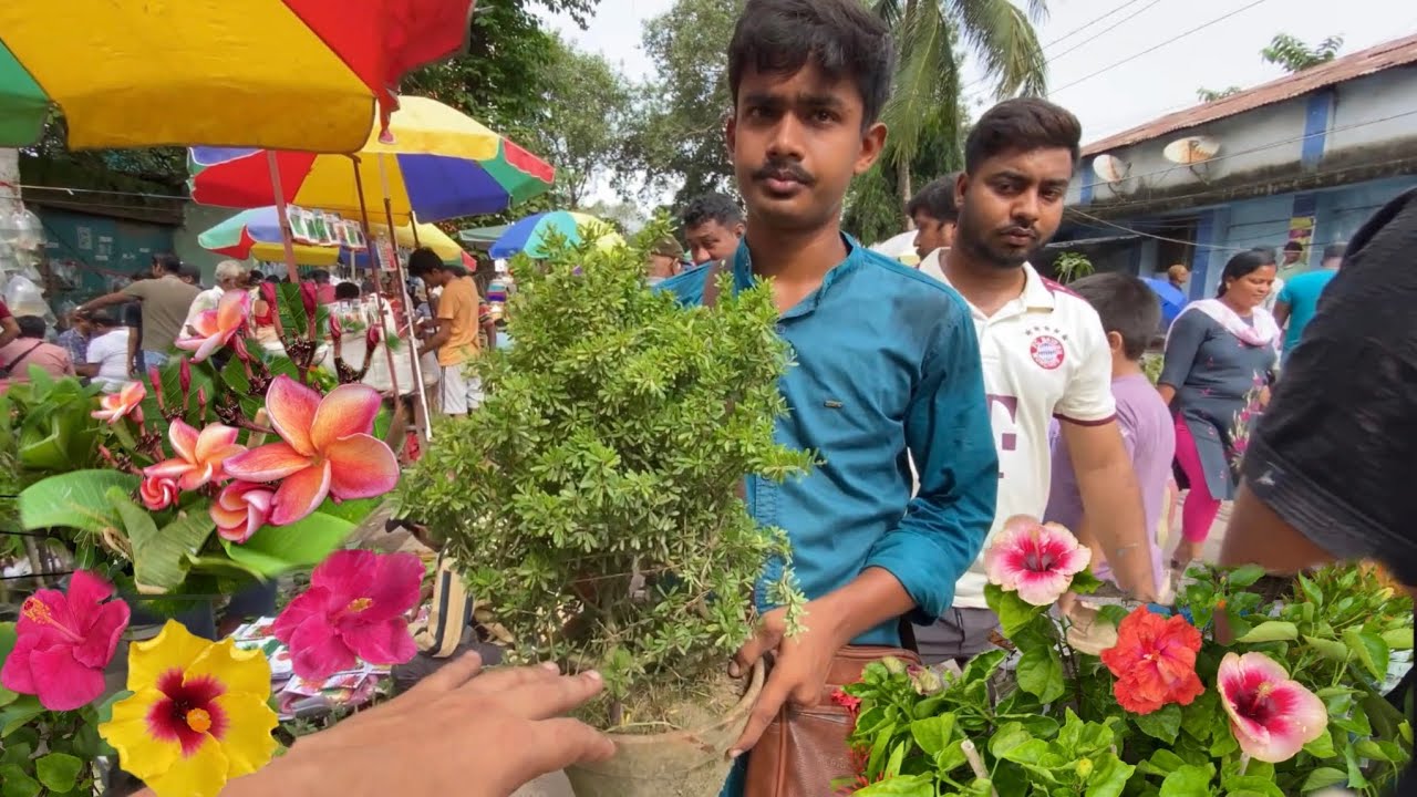 Hibiscus Plumeria Camelia & Other Plant Price at Kolkata Galiff Street Market| Best Flowers Forever 