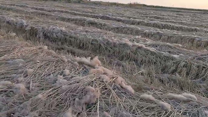 Жыныстық кейіпкердің татуировкасы