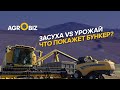 Дефицит влаги в ВКО: какую урожайность дают разные сорта пшеницы? | Рулиха, SBA-Agro Group