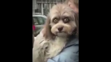 Thumbnail of Real life skin walkers...💀 (Slowed) #animals #skinwalker #phonk #sigma #gymphonk #phonkgym