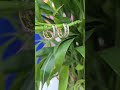Golden Luxe Greek Key Diamond Hoops bali #viral #explorepage #youtubeshorts #jewellery #earrings