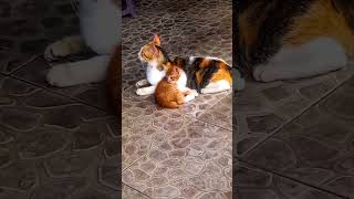 Induk Kucing Dengan 4 Anak