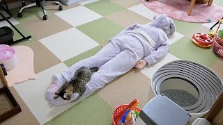 朝起きたらウサギが倒れていて子猫に遊ばれてました