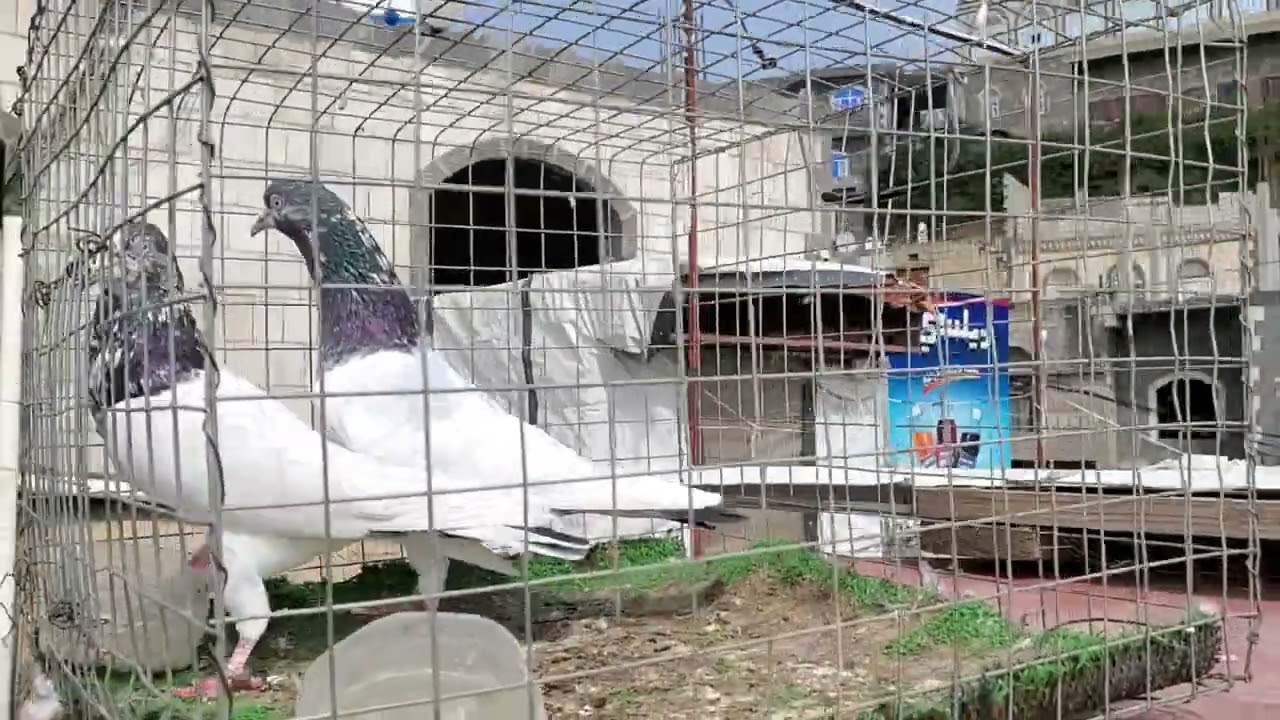 تيدي استاذ سخي خط رقم 38 من اقوى السلالات في الحمام الباكستاني من حلال ابو احمد