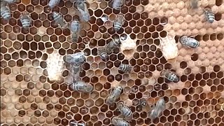 تربية النحل - بعد 4 أيام من تقسيم الخلية فحص هل بدأ النحل في بناء بيوت الملكات   