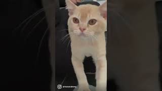 Burmese cat meowing Burmese cat meowing