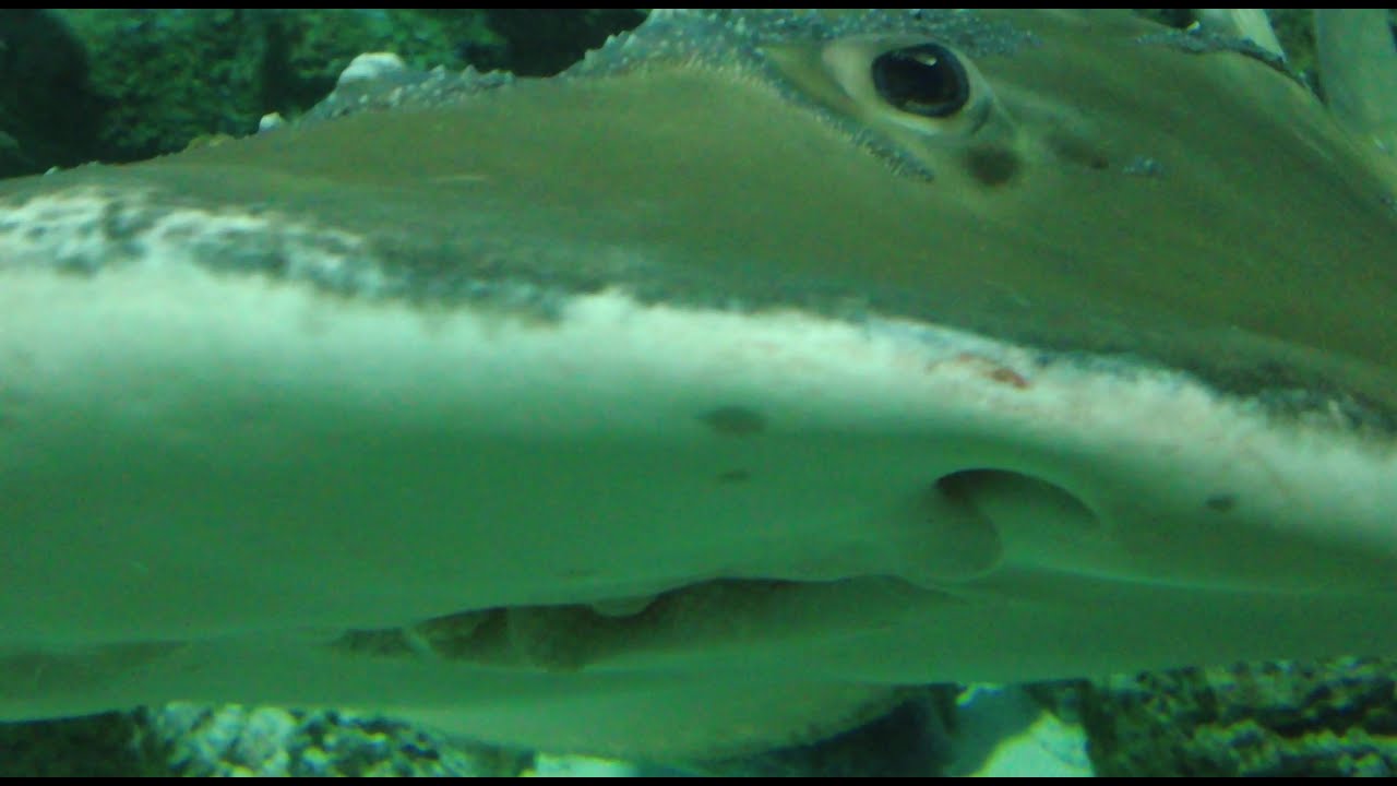 Москвариум. ВДНХ \\ Moskvarium. VDNH. - YouTube