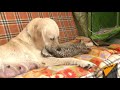 Как собака "удочерила" детеныша леопарда в зоопарке Владивостока