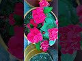 কাটা মুকুট। #shortvideo #flower #nature