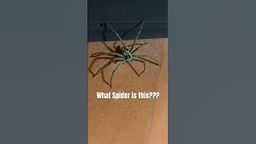 Meet my new room mate. #bali #travel #arachnophobia #indonesia #wildlife #spiderman