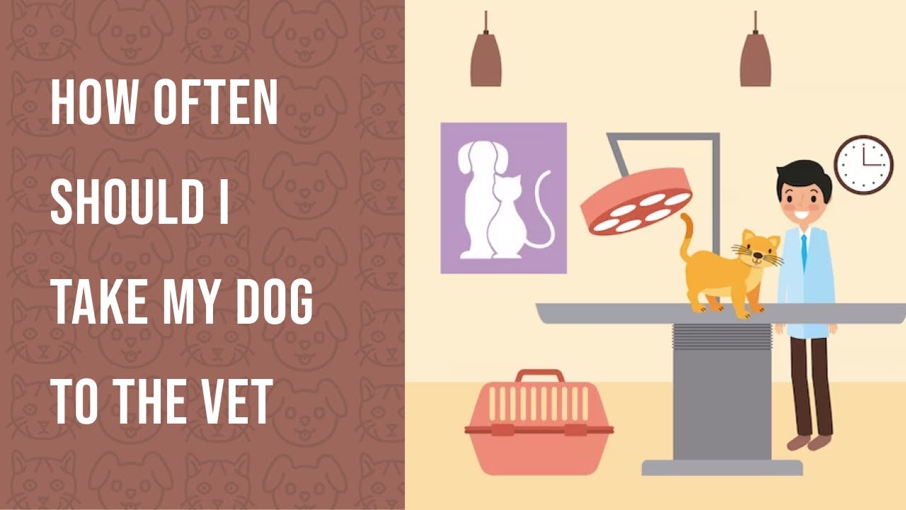 How Often Should I Take My Dog To The Vet YouTube how-often-should-i-take-my-dog-to-the-vet-youtube