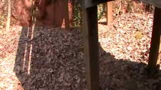 Nancy Today Fox Den By The Trail Birchmore 40 Asmr