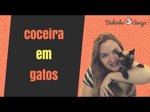 Vídeo: Por Que Um Gato Coça?