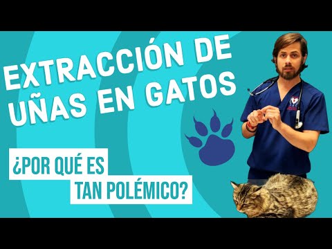 Video: Las Uñas Pueden Resultar En Problemas A Largo Plazo Para Los Gatos