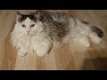 How to Care for a Siberian Cat - Keeping Your Cat Healthy の動画、YouTube動画。