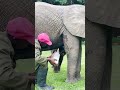 Orphaned elephant receives daily milk bottle under surrogate mother