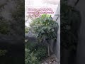 मेरेघरकेखालीप्लॉटमें बहुत मीठे फल लगे हैं🌴#viralshorts2025#youtubesearch #shortsfeed#ashajhasinger