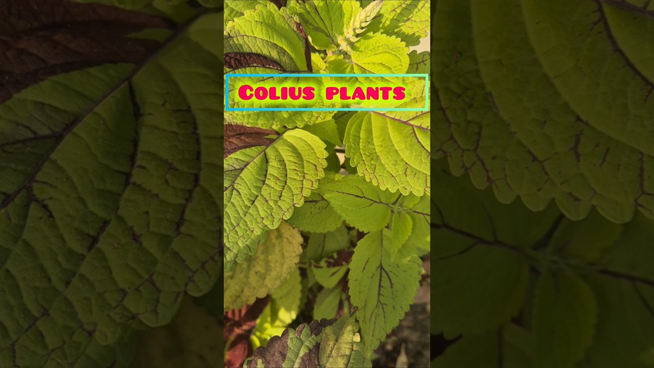colius Plant Cutting🍃🍁🥀