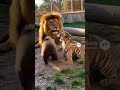 🦁 No Fighting in Front of the King! Baby Tiger vs. Baby Bear Wrestling Match