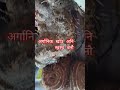 अर्गानिक खाउ अनि स्वस्थ बनौ#nepal #butwal #arganic #agriculture #agro