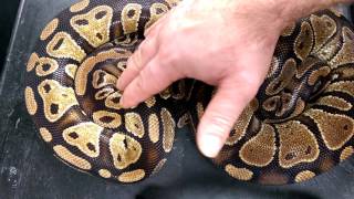 Dinker's 🐍🐍🐍👍