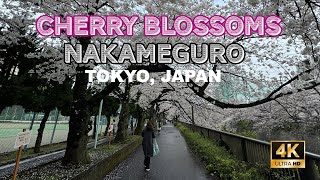 Cherry Blossoms peak bloom in Tokyo Japan! Walking through Nakameguro Sakura season 4K 中目黒　桜　花見　🌸