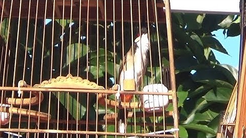 Lần Đầu Đi Giàn Chim Chưa Quyên Giàn - CB Lạng Sơn Số 226 - CB Suối Đen Số 220