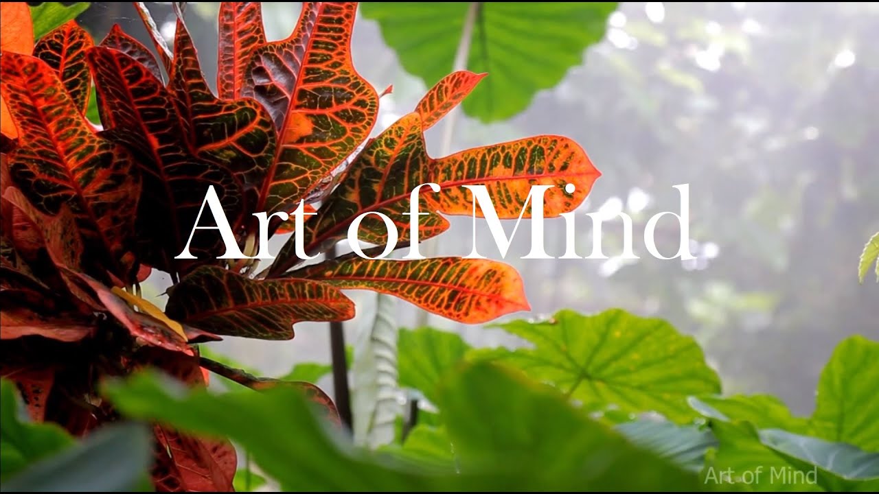 Watch Mystery in Amazonia - 1 Hour Alpha Waves and Rain Sounds for Relax, Study, Sleep, Meditation on YouTube Watch Mystery in Amazonia - 1 Hour Alpha Waves and Rain Sounds for Relax, Study, Sleep, Meditation on YouTube