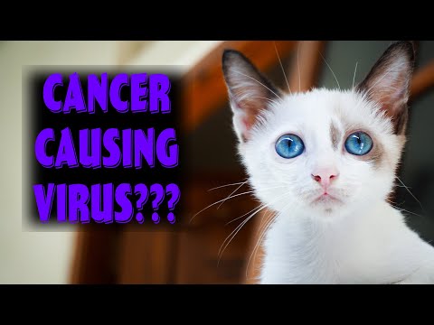 Video: Moteris sukuria rojų katėms su kačių leukemija