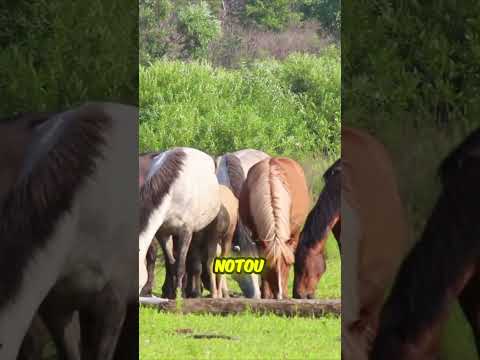 27 cavalos selvagens contra o primeiro inverno: Quem resistiu?